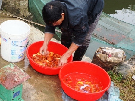 Sau khi thu hoạch, cá được phân ra nhiều loại