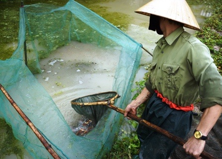 Đến sáng ngày 22 tháng Chạp, cá chép đã được thu hoạch xong