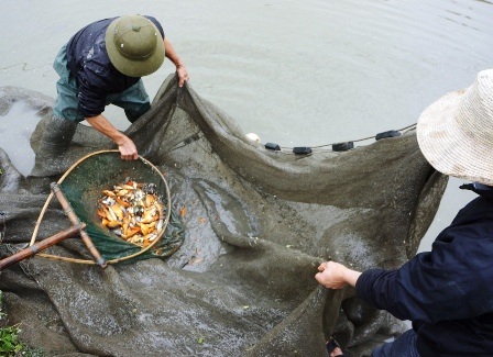 Người dân thu hoạch cá chép đỏ