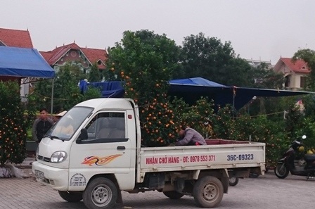 Việc vận chuyển chủ yếu bằng xe máy, nhưng tùy vào loại cây hay khách hàng chịu chi thì những chiếc xe tải nhỏ cũng là phương tiện vận chuyển rất cơ động