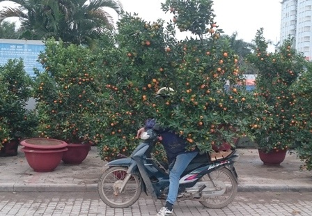 Nhiều người từ các huyện lân cận thành phố Thanh Hóa tranh thủ thời gian nhàn rỗi để kiếm thêm tiền tiêu Tết. Thời tiết giá lạnh nên việc vận chuyển hoa, cây cảnh cũng rất vất vả.