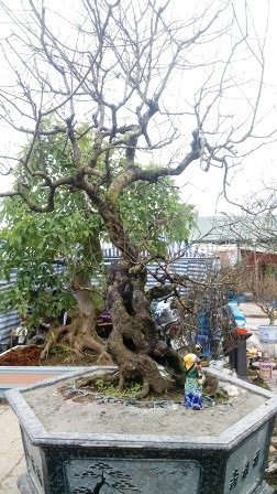 Chiêm ngưỡng cây đào phai có giá 200 triệu đồng - 3
Chủ nhân cho biết, đã có người trả gần 100 triệu đồng