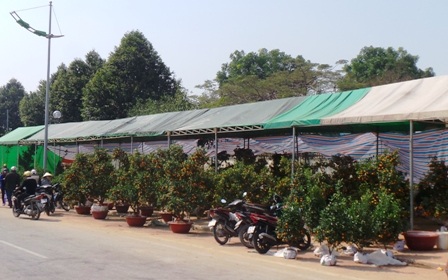 Dọc con đường vào khu đô thị mới Đông Hương vẫn tràn ngập quất