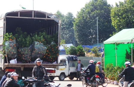 Những chiếc xe tải vẫn còn chở đầy quất