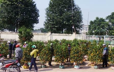 
Chiều cuối năm, quất vẫn ê hề, xếp dọc các con đường
