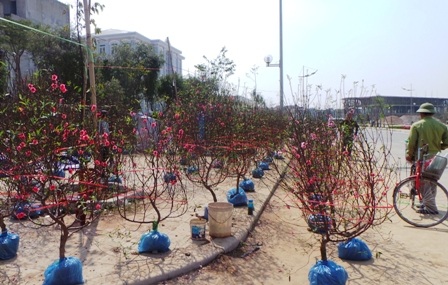 
Đào vẫn được xếp đầy đường
