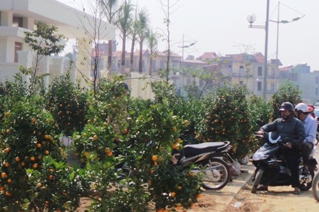 Phần lớn những cây quất có giá trung bình khoảng 200 - 300 nghìn đồng...