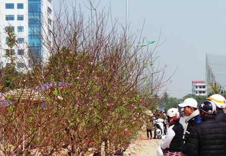 
Đắn đo bên những cây đào...
