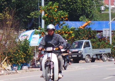 
Mang xuân về nhà...
