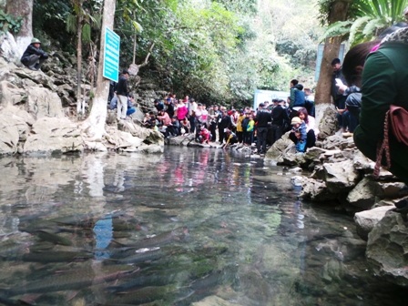 Một điều lạ lùng là những con cá ở suối Cẩm Lương chỉ bơi quanh quẩn đúng một đoạn suối dài hơn 100m và không bơi ra xa hơn nữa. Cá ở đoạn suối này đặc biệt chỉ ăn lá cây để sống chứ không ăn thịt đồng loại.