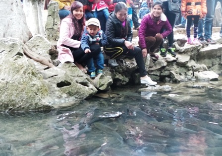 Du khách thích thú nhìn ngắm đàn cá rất thân thiện mỗi khi có người