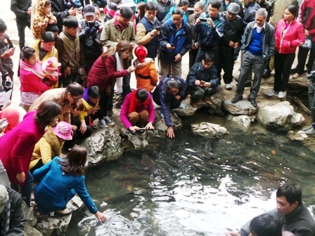 Du khách mê mẩn ngắm đàn cá thần tung tăng bơi lượn