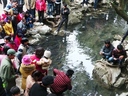 Ngoài ăn lá cây rơi rụng từ trên cao, đàn cá suối Cẩm Lương ăn rau muống 1 hoặc 2 lần/tuần. Mỗi khi có lá cây hay vật thể rơi xuống suối, hàng nghìn con cá sẽ tranh nhau để giành lấy miếng mồi đó, tạo nên những âm thanh náo động.