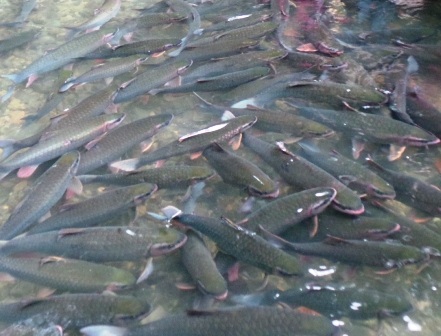 Những con cá như bơi chồng lên nhau san sát bên nhau. Dù cá sinh sống kín mặt suối, nhưng điều kỳ lạ là nước suối không hề có mùi tanh. Thậm chí, người dân Lương Ngọc còn dùng nước suối để ăn uống.