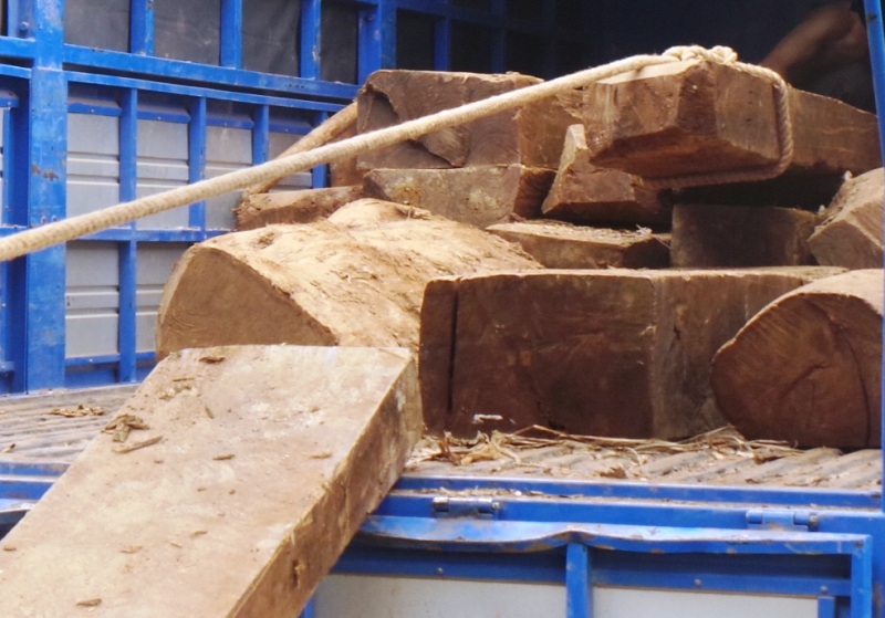 Kiểm lâm cho rằng chủ yếu là gỗ tạp?