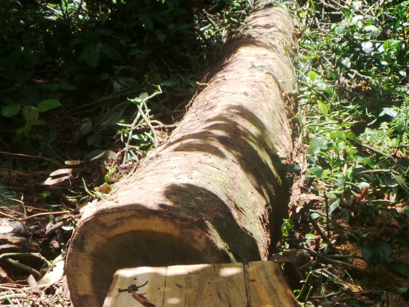 Những cây gỗ vừa mới bị đốn hạ và xẻ một phần thân cây