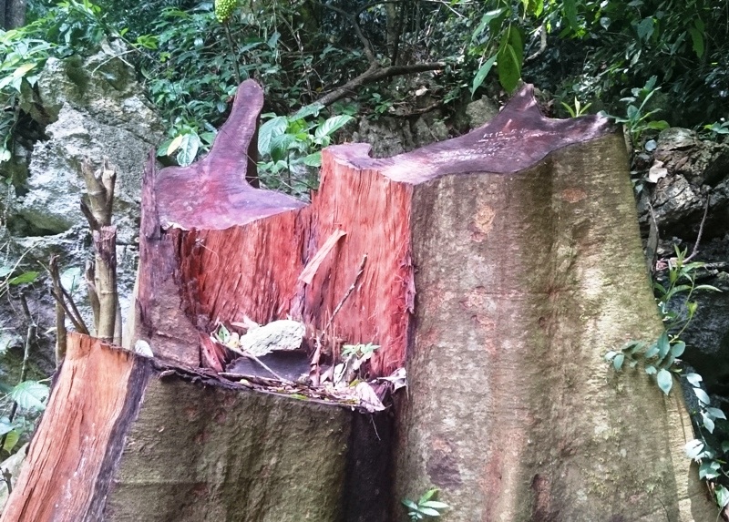 Một gốc gỗ lớn mới bị cắt
