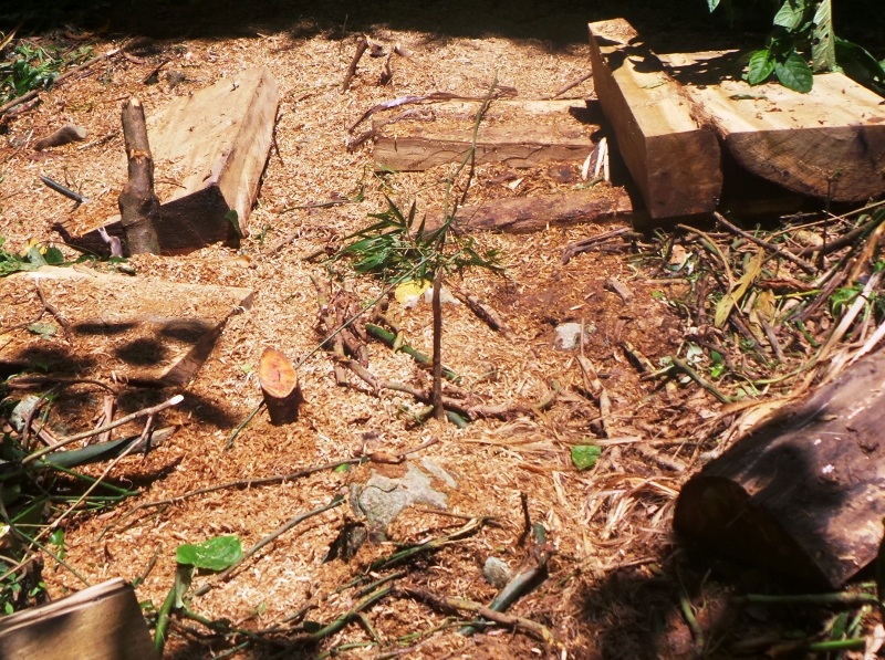 Những bãi mùn cưa từ việc xẻ gỗ còn tươi mới