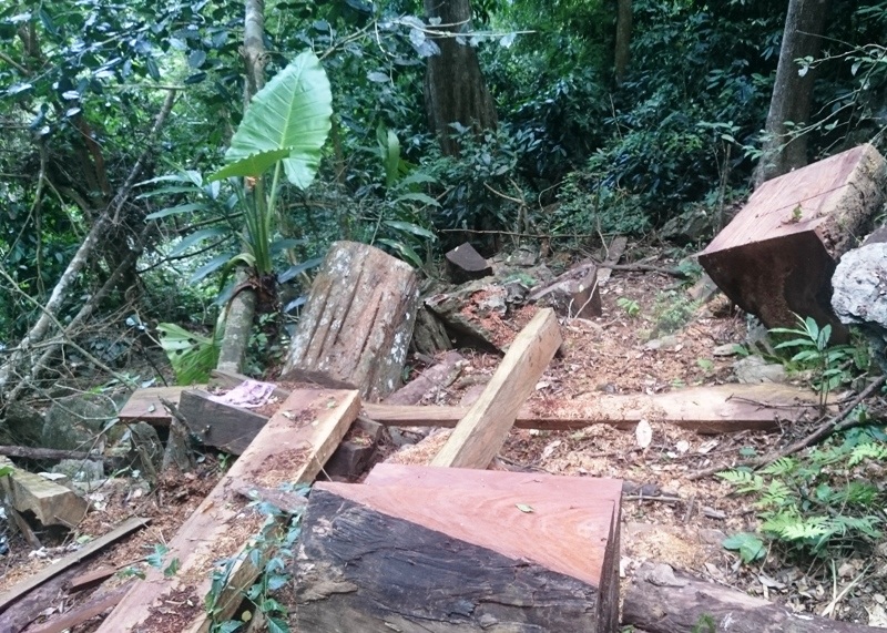 "Chảy máu" rừng đặc dụng trong khu bảo tồn thiên nhiên - 11