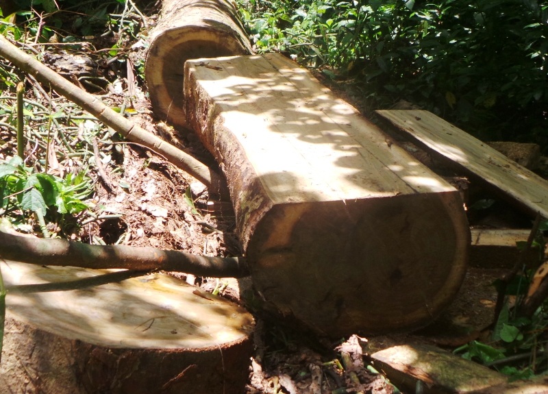 "Chảy máu" rừng đặc dụng trong khu bảo tồn thiên nhiên - 2