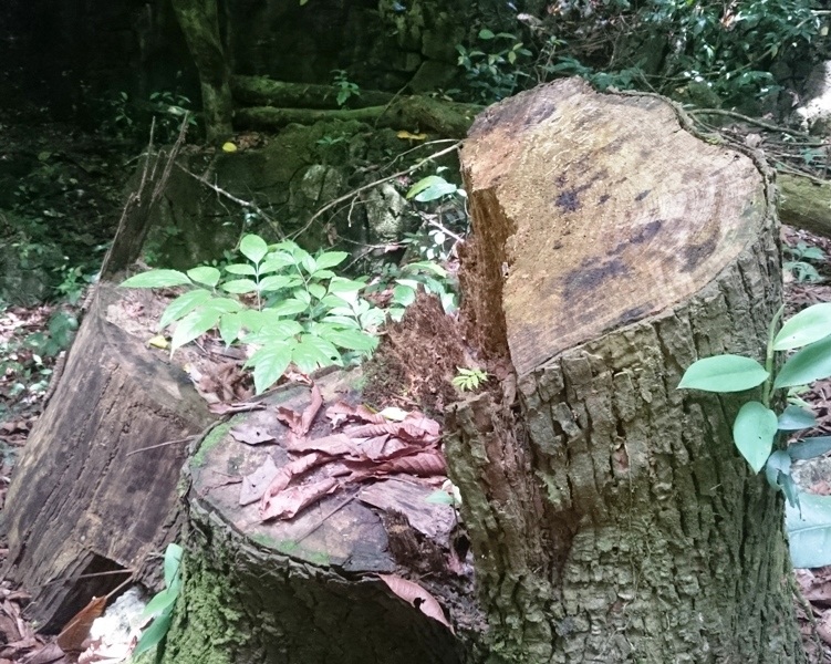 "Chảy máu" rừng đặc dụng trong khu bảo tồn thiên nhiên - 14