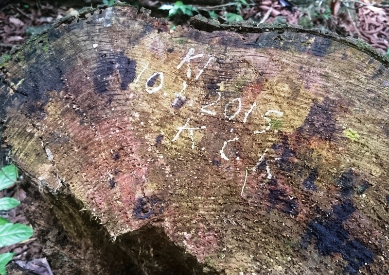 Những cây gỗ bị đốn hạ từ trước có ghi dấu của lực lượng kiểm lâm năm 2015