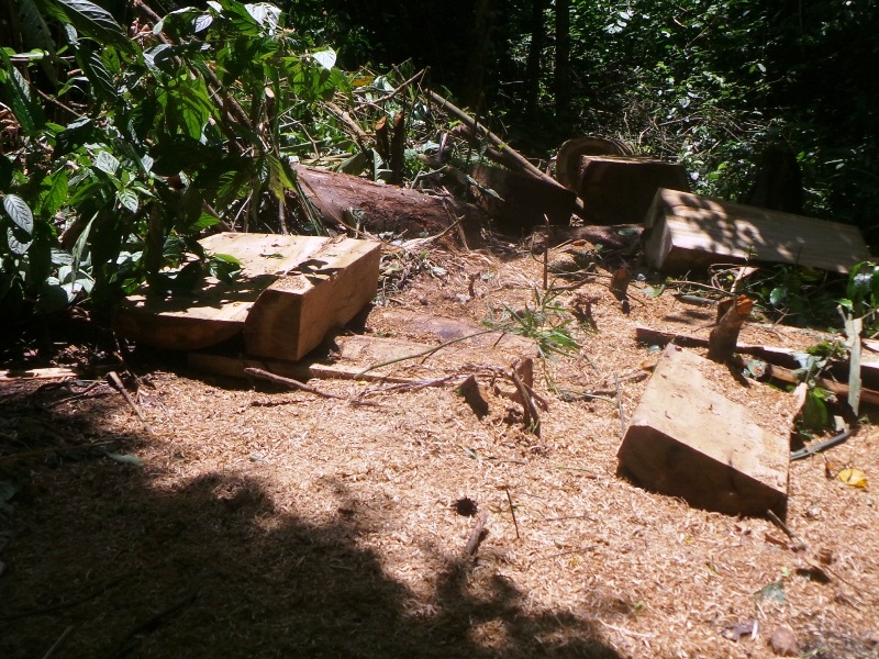 Những đối tượng khai thác cưa, xẻ gỗ ngay giữa rừng