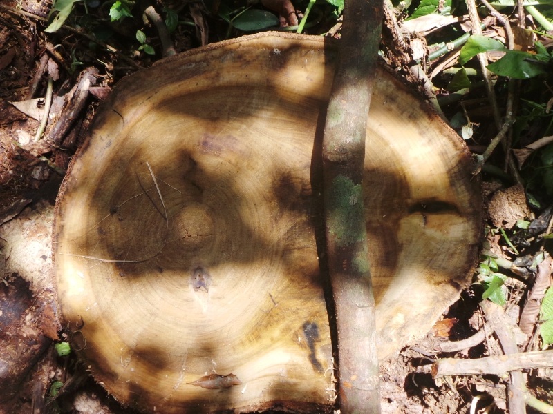 Gỗ bị đốn hạ trong rừng đặc dụng thuộc Khu bảo tồn thiên nhiên Pù Luông