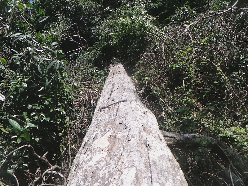 Một cây gỗ lớn khoảng 2 người ôm đã bị hạ còn nằm lại trong rừng