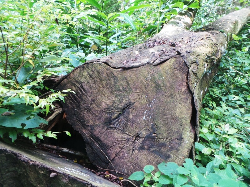 Lâm tặc đốn hạ xong còn để gỗ lại trong rừng