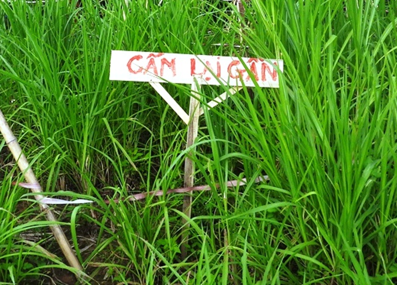 Chính quyền địa phương chỉ có cách cắm biển cảnh báo xung quanh