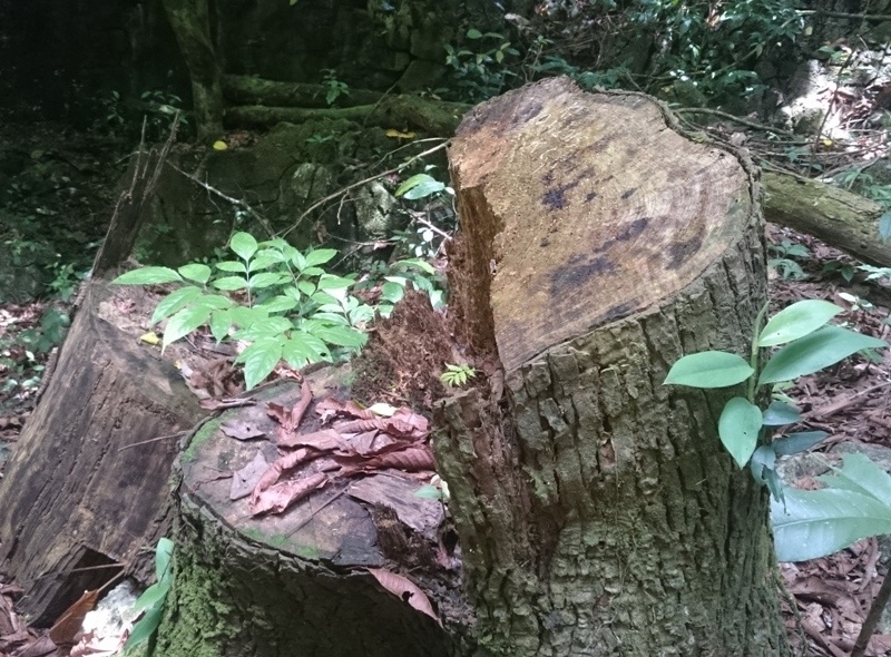 Vụ rừng đặc dụng "chảy máu": Chỉ khai thác nhỏ lẻ (!?) - 2