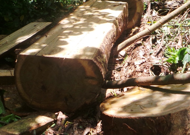 Rừng đặc dụng bị khai thác