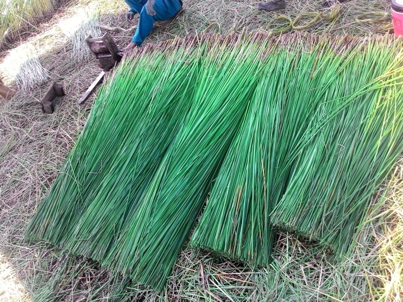 Nắng như "đổ lửa", nông dân ra đồng từ 2 giờ sáng - 13 Cói sau khi thu hoạch được chia làm 4 loại 1m15, 1m35, 1m55, 1m75.