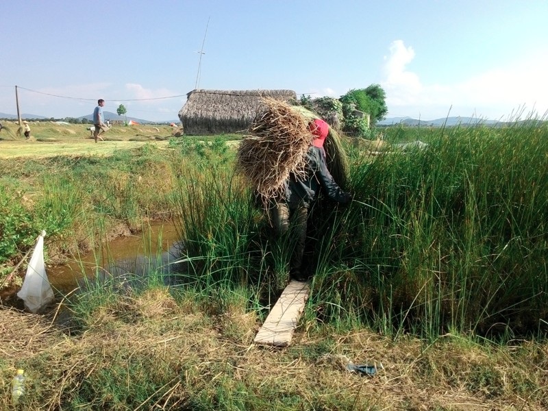 Nắng như "đổ lửa", nông dân ra đồng từ 2 giờ sáng - 15
Những thanh niên trai tráng luôn đảm nhận những công việc nặng nhọc nhất của quy trình thu hoạch cói.
