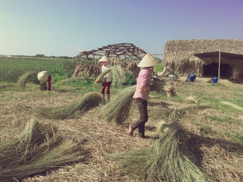 Nắng như "đổ lửa", nông dân ra đồng từ 2 giờ sáng - 16
Cói sau khi được hong phơi cẩn thận, đến chiều là khoảng thời gian gom để đánh thành gù mang đi thiêu thụ