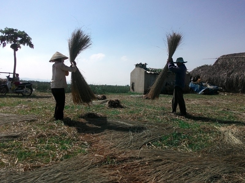 Nắng như "đổ lửa", nông dân ra đồng từ 2 giờ sáng - 10
Đến khoảng 15h chiều, người dân bắt đầu gom cói, chuẩn bị đưa đến nơi tiêu thụ.