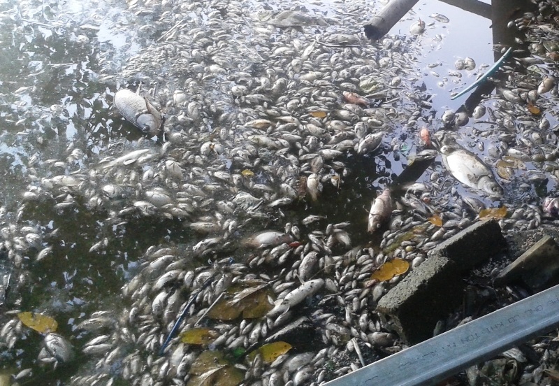 Người nuôi cá thiệt hại khoảng nửa tấn cá