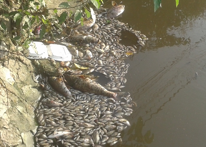 Cá chết hàng loạt trong hồ Mật Sơn - 4