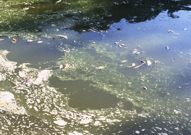 Chất lượng nước hồ không đảm bảo