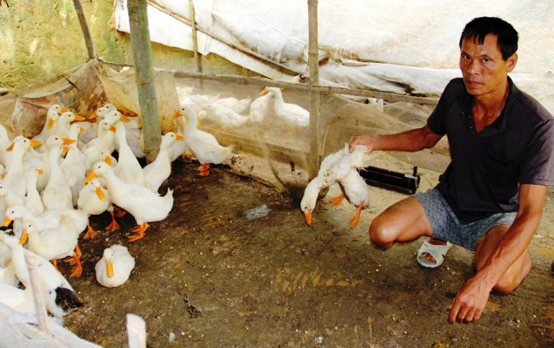 Gia cầm chết hàng loạt vì... ăn cá - 2 Hàng trăm con vịt chết do ăn phải cá chết trên sông Âm