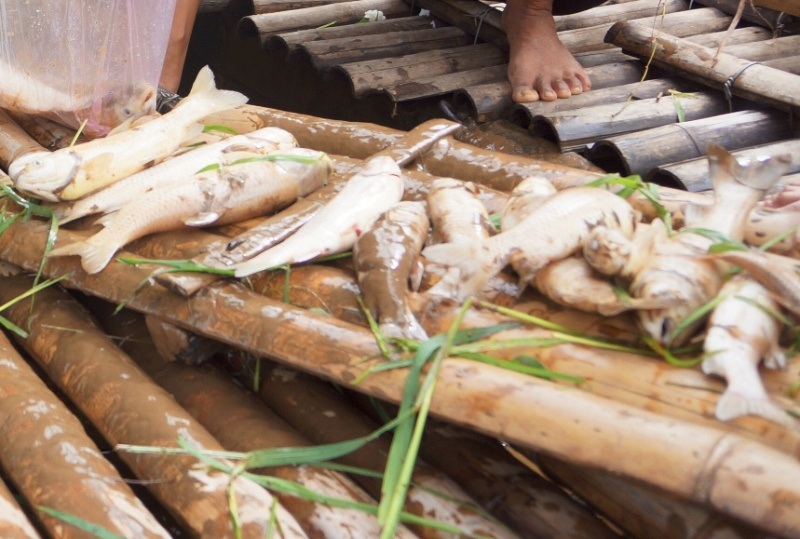 Cá lồng trên sông Mã chết hàng loạt - 1 Cá lồng của bà con chết hàng loạt