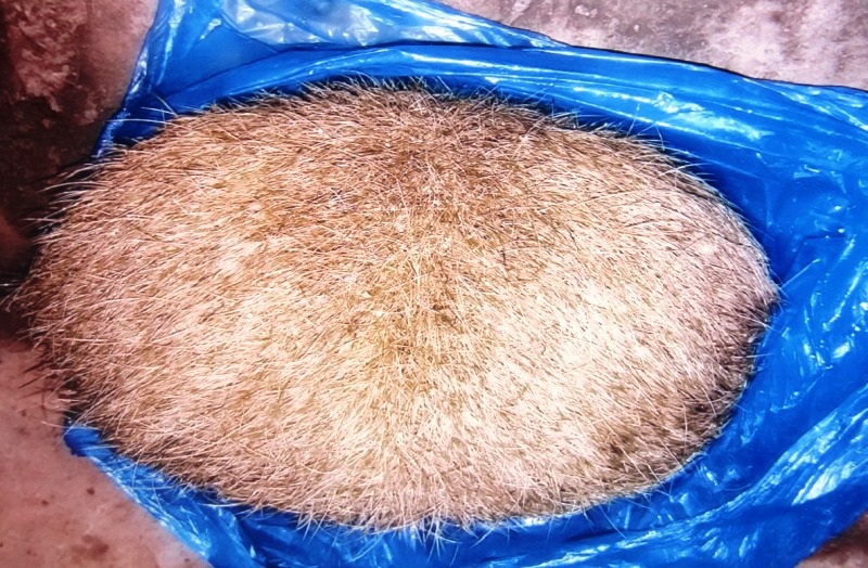 Vật thể lạ được anh T phát hiện khi mổ lợn bán