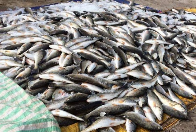 Cá chết tại biển Thanh Hóa: Giám sát môi trường Khu kinh tế Nghi Sơn - 3
Vẫn chưa có nguyên nhân cuối cùng về tình trạng cá chết ở Thanh Hóa
