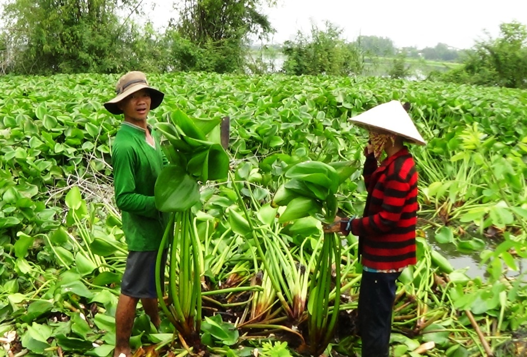 Người nghèo miền Tây khấm khá lên nhờ lục bình - 1 Nhờ cây lục bình, nhiều nông dân nghèo ở ĐBSCL có thu nhập ổn định
