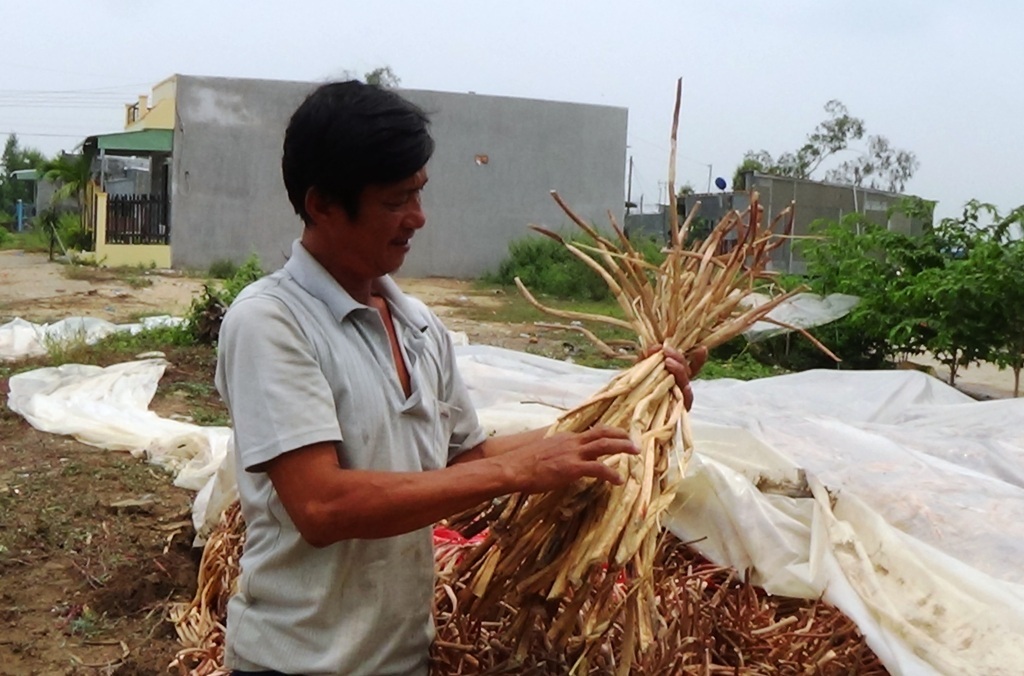 Người nghèo miền Tây khấm khá lên nhờ lục bình - 3 Chủ vựa lục bình Phạm Tấn Hữu không chỉ giải quyết công ăn việc làm cho hàng chục công nhân lao động địa phương mà còn bỏ túi 40 triệu đồng/tháng