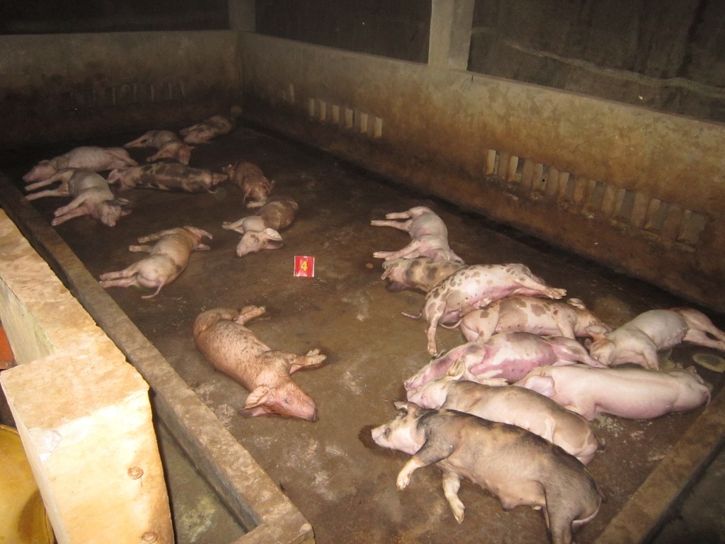 Hiện cơ quan đang tiếp tục điều tra vụ đàn heo của anh Vương chết bất thường.