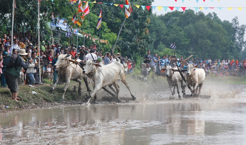 Hàng ngàn người đến xem 37 đôi bò tranh tài quyết liệt - 4