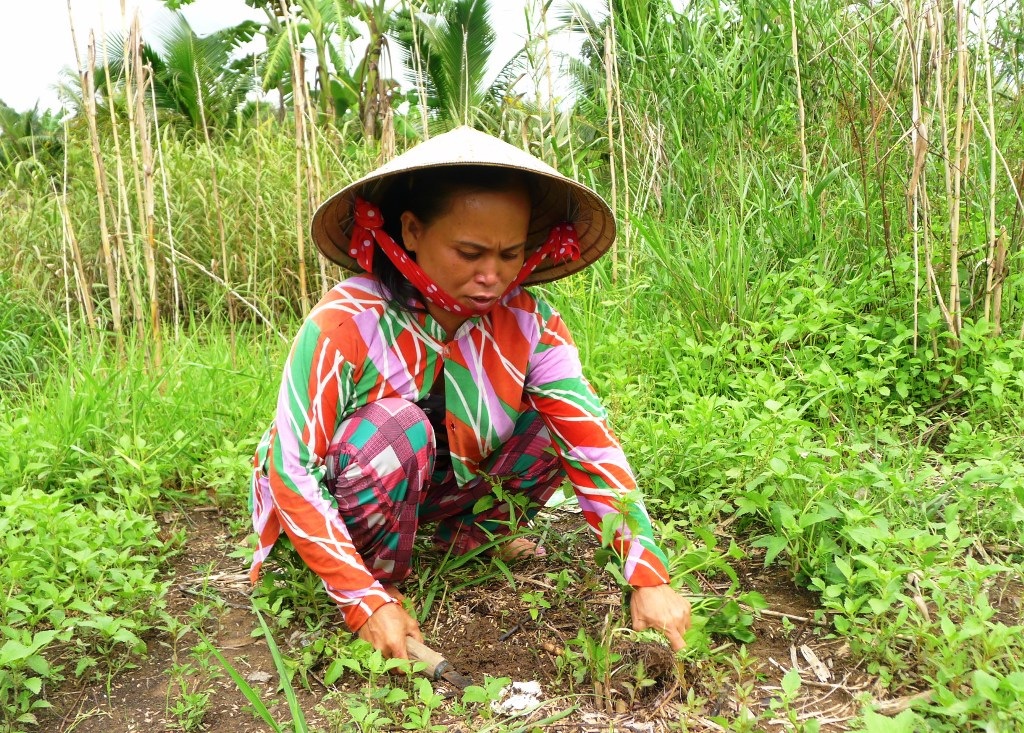 Mẹ ung thư, bé gái lớp 4 đi học cứ lo… mẹ chết - 6
Vừa chăm sóc đưa em bệnh tật nhưng ở địa phương có ai thuê đi làm cỏ vườn là bà Lem đi làm để có tiền đong gạo hoặc mua vài liều thuốc nhức cho chị Vẹn uồng cầm chừng