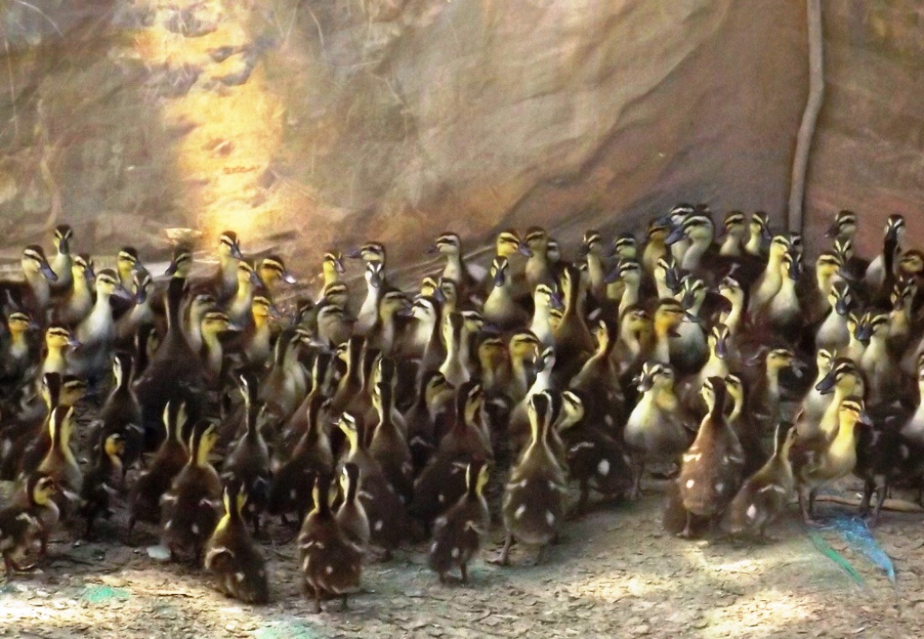 Ra Bắc học nuôi vịt trời, về Nam thu tiền tỷ - 1
Hiện nay, anh Tuấn đã đầu tư máy ấp trứng nên ngoài việc tự tạo con giống để nuôi, anh Tuấn còn cung cấp cho những hộ dân có nhu cầu nuôi loài động vật hái ra tiền này